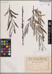 Foto von Salix eleagnos Scop.